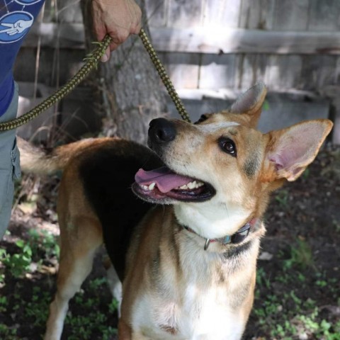 Ellie, an adoptable Australian Shepherd, Cattle Dog in San Antonio, TX, 78253 | Photo Image 2