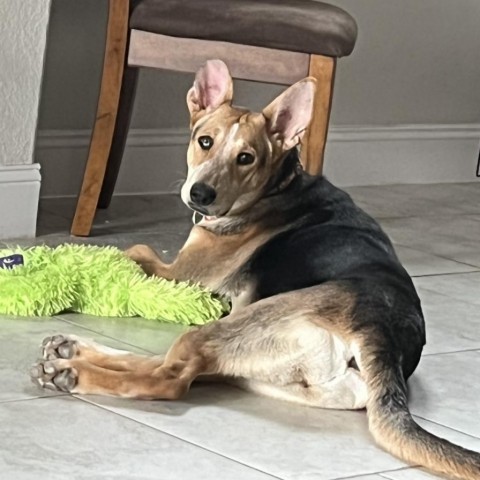 Ellie, an adoptable Australian Shepherd, Cattle Dog in San Antonio, TX, 78253 | Photo Image 3