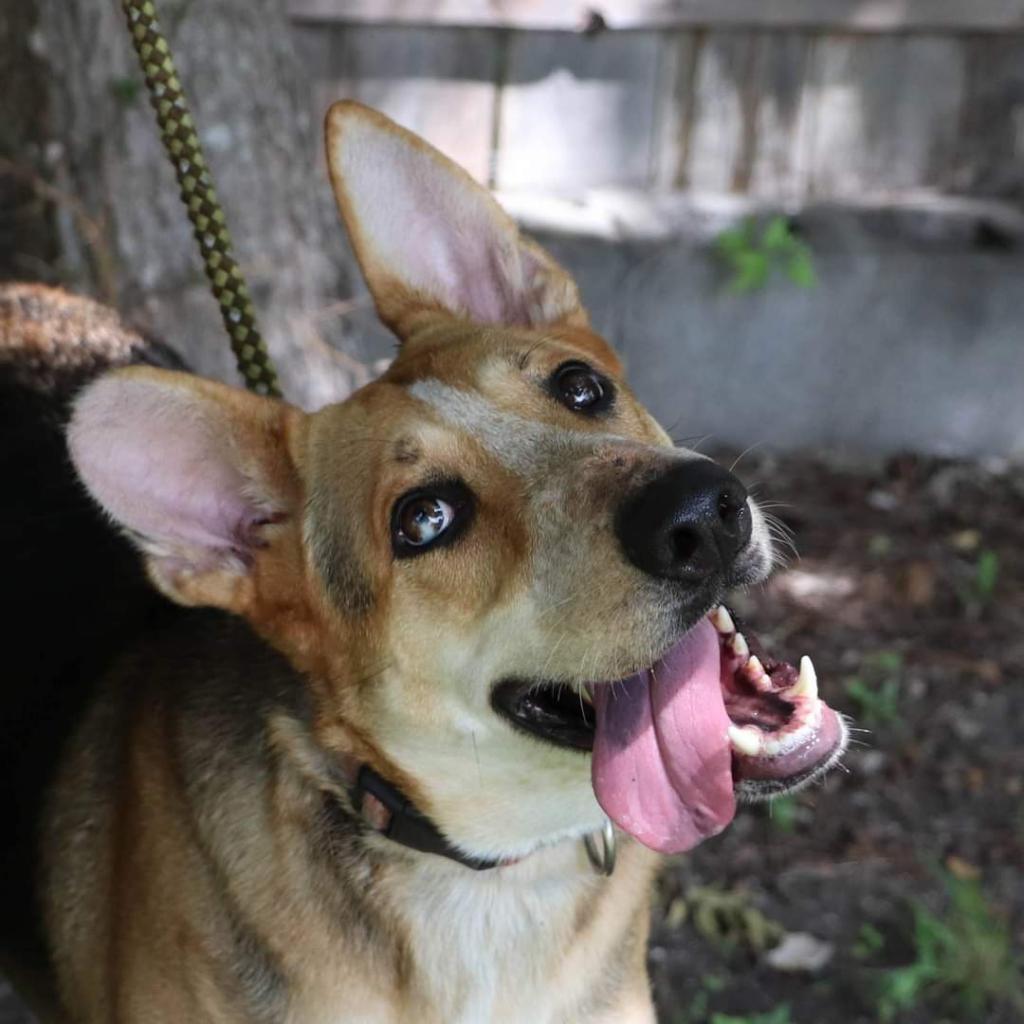 Ellie, an adoptable Australian Shepherd, Cattle Dog in San Antonio, TX, 78253 | Photo Image 3