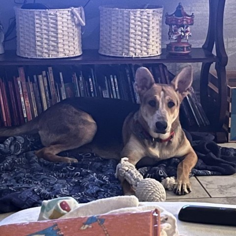 Ellie, an adoptable Australian Shepherd, Cattle Dog in San Antonio, TX, 78253 | Photo Image 4