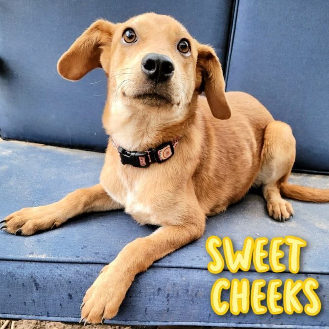 Sweet Cheeks, an adopted Hound & Labrador Retriever Mix in Cantonment, FL_image-1