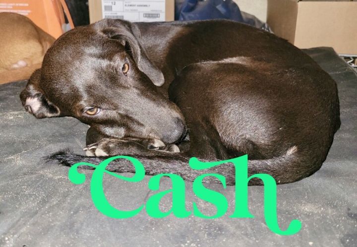 Cash, an adopted Black Labrador Retriever & Hound Mix in Cantonment, FL_image-3