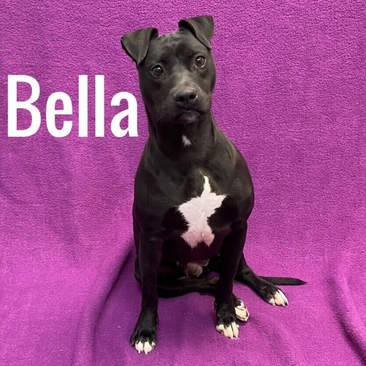 Bella 1