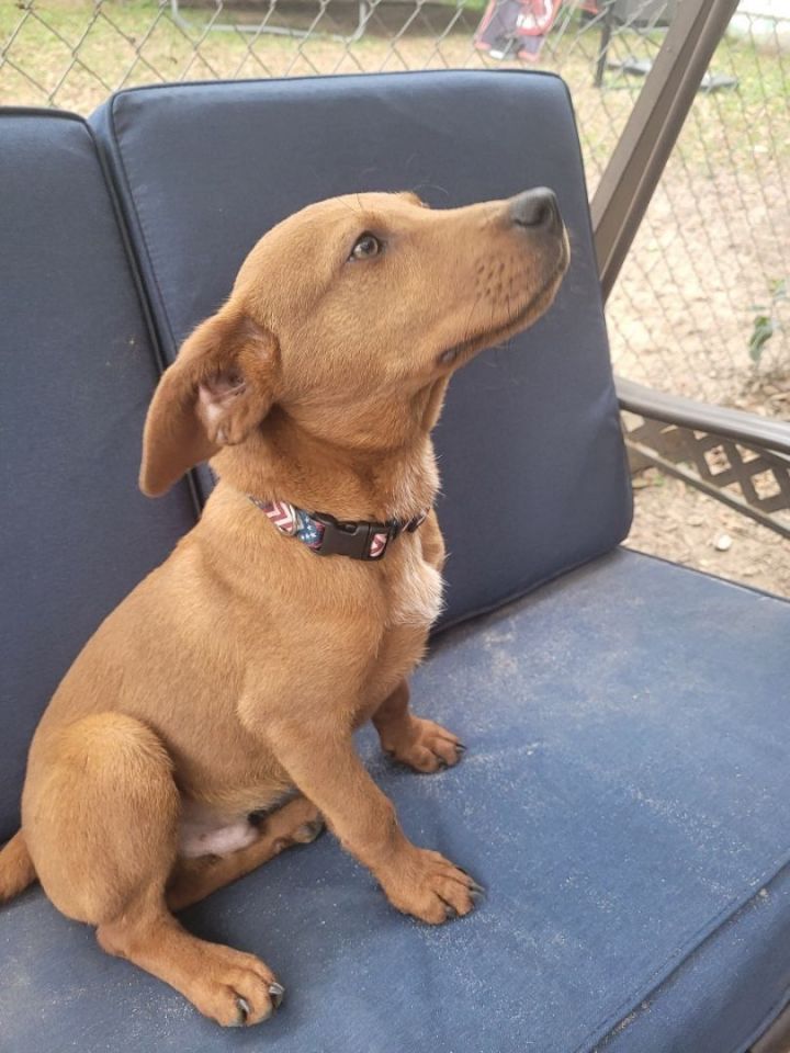 Lucky, an adopted Labrador Retriever & Dachshund Mix in Cantonment, FL_image-2