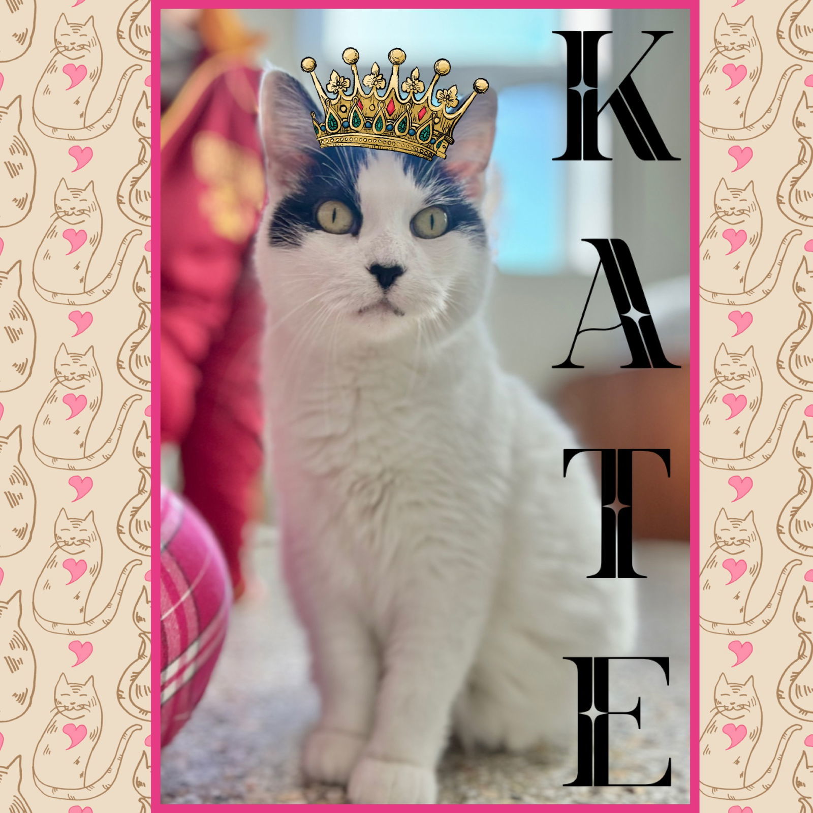 Kate, an adoptable Domestic Short Hair in Williamsburg, IA, 52361 | Photo Image 1