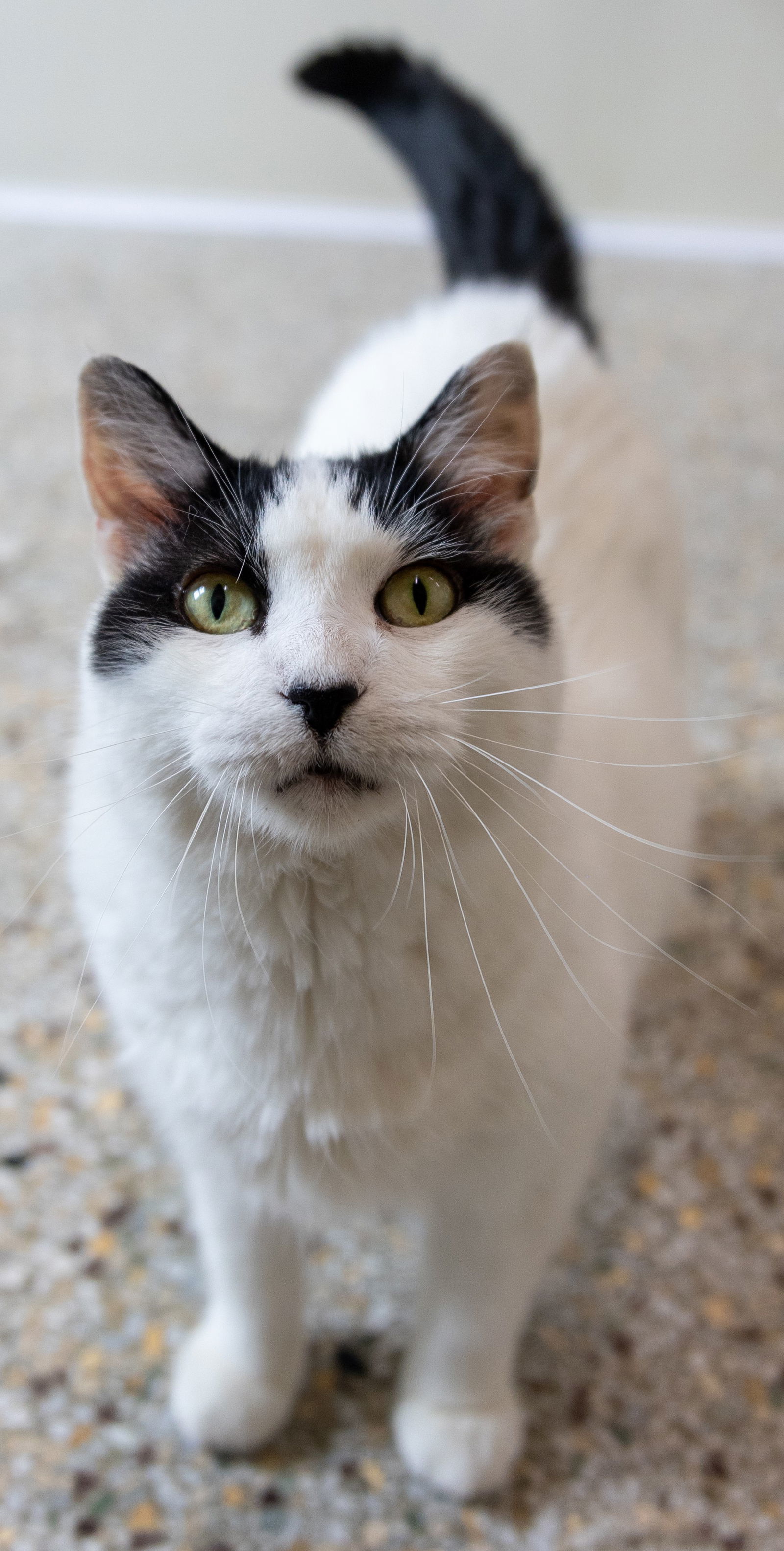 Kate, an adoptable Domestic Short Hair in Williamsburg, IA, 52361 | Photo Image 3