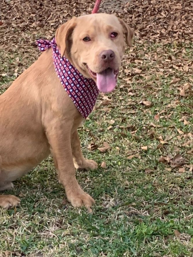 Beau