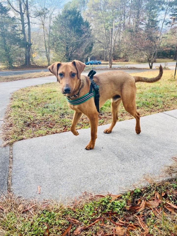 Dog For Adoption - Zorion, A Plott Hound Mix In Chattanooga, Tn 