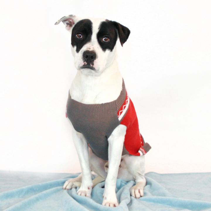 Daxton, an adoptable Pit Bull Terrier Mix in Clovis, CA_image-1