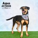 ASPEN's profile on Petfinder.com