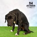 SID's profile on Petfinder.com