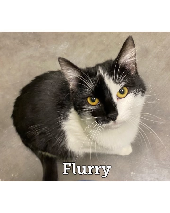 Flurry, an adoptable Domestic Medium Hair in Waynesburg, PA_image-2