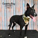 COUNTRY BOY's profile on Petfinder.com