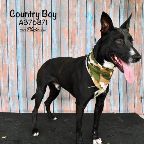 COUNTRY BOY, an adoptable Labrador Retriever & Pit Bull Terrier Mix in Conroe, TX_image-1