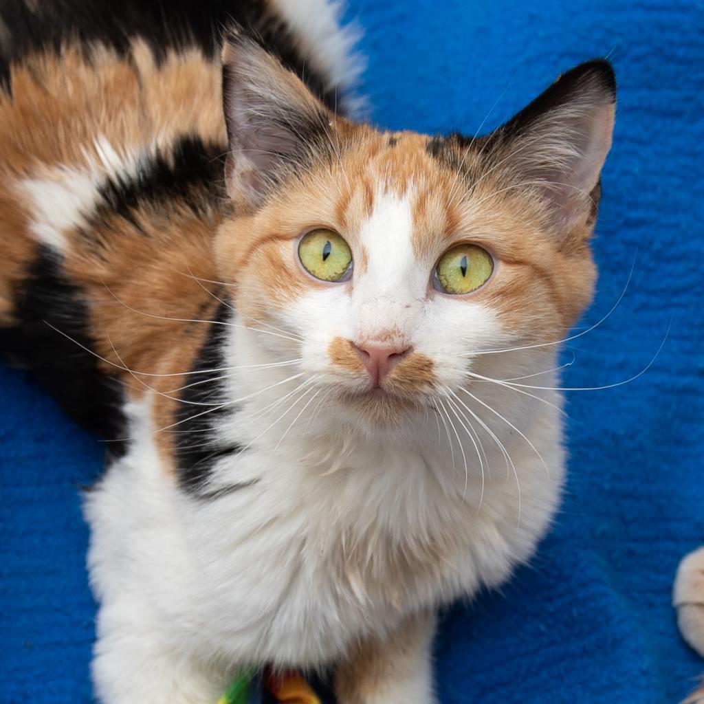 Dolly, an adoptable Domestic Short Hair in Kanab, UT, 84741 | Photo Image 1
