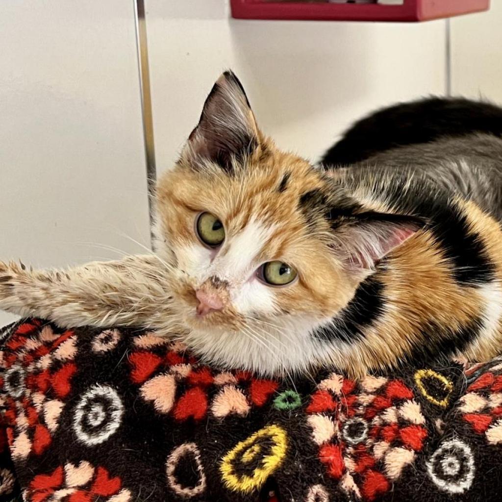 Dolly, an adoptable Domestic Short Hair in Kanab, UT, 84741 | Photo Image 3