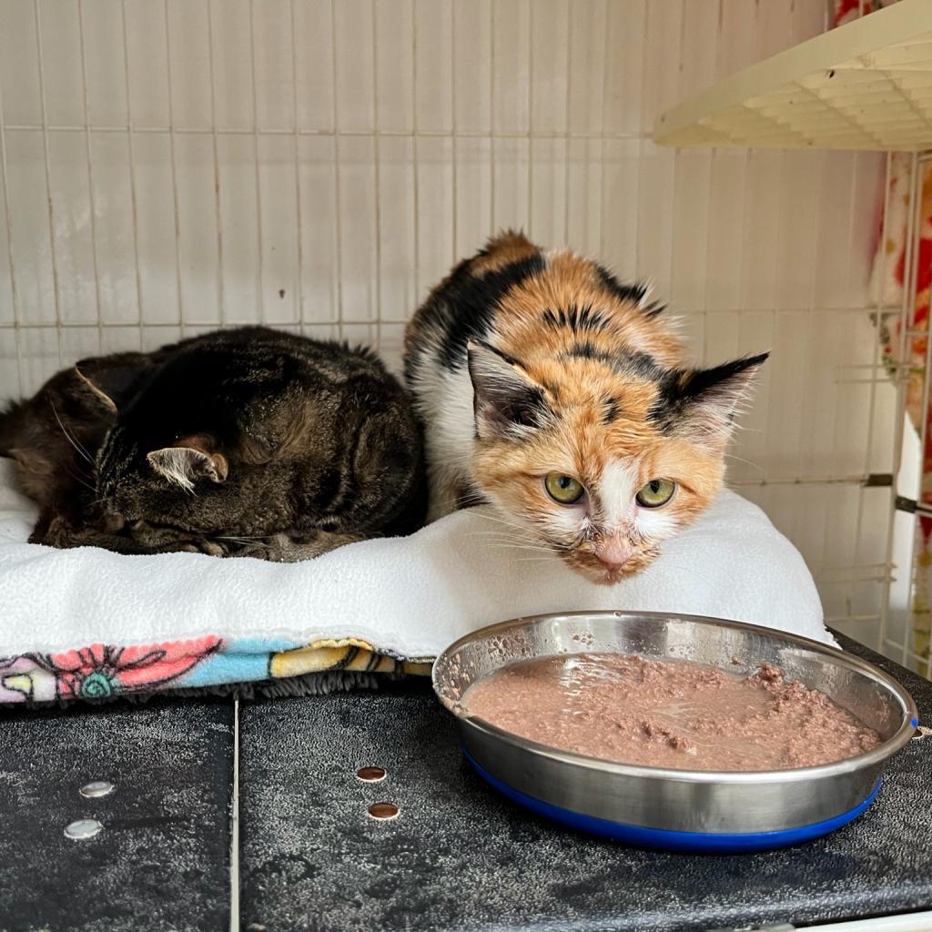 Dolly, an adoptable Domestic Short Hair in Kanab, UT, 84741 | Photo Image 4