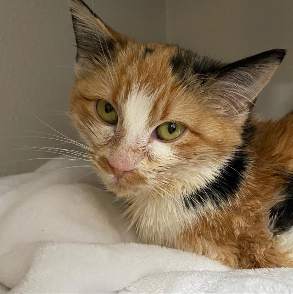 Dolly, an adoptable Domestic Short Hair in Kanab, UT, 84741 | Photo Image 5