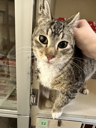 Junior, an adoptable Domestic Medium Hair in Sacramento, CA, 95828 | Photo Image 2