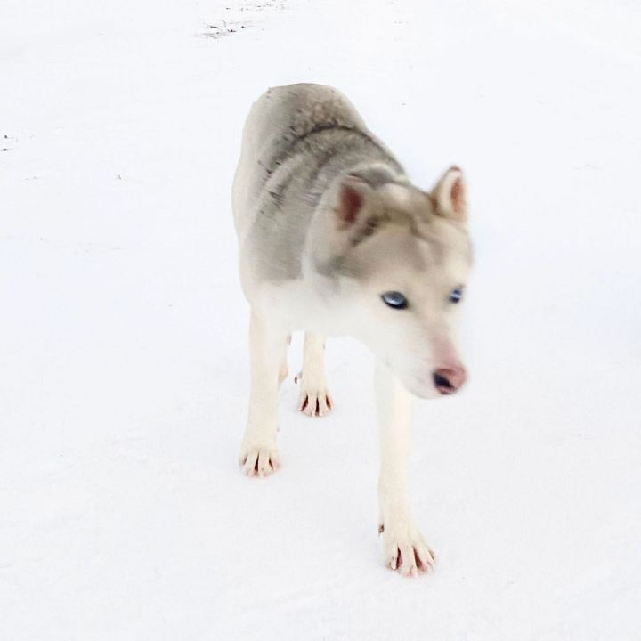 Myers, an adoptable Siberian Husky Mix in Salina, OK_image-4