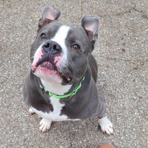 Chino, an adoptable English Bulldog, Terrier in West Des Moines, IA, 50265 | Photo Image 1