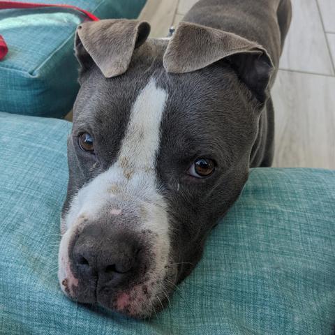 Chino, an adoptable English Bulldog, Terrier in West Des Moines, IA, 50265 | Photo Image 2