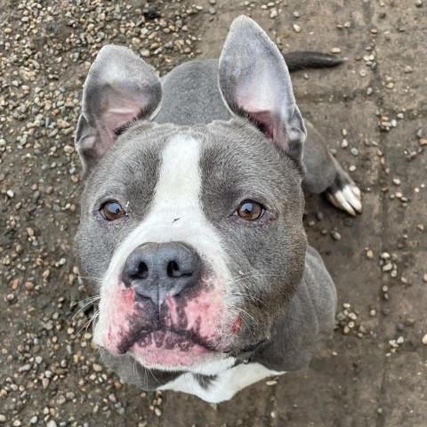 Chino, an adoptable English Bulldog, Terrier in West Des Moines, IA, 50265 | Photo Image 3