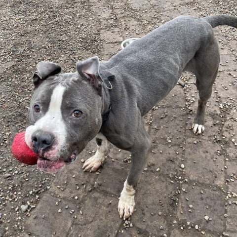 Chino, an adoptable English Bulldog, Terrier in West Des Moines, IA, 50265 | Photo Image 4