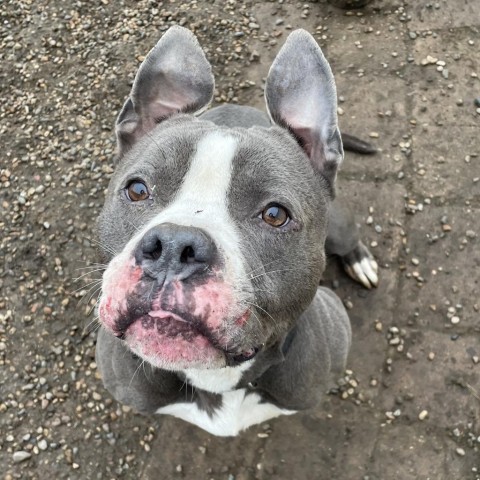 Chino, an adoptable English Bulldog, Terrier in West Des Moines, IA, 50265 | Photo Image 5