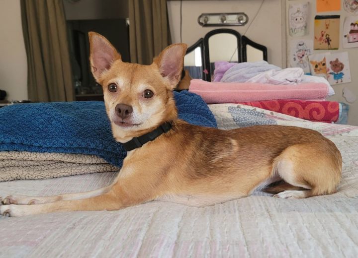 Maple, an adoptable Chihuahua in Covina, CA_image-1