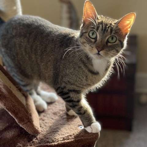 Balega, an adoptable Domestic Short Hair in Folsom, LA, 70437 | Photo Image 1