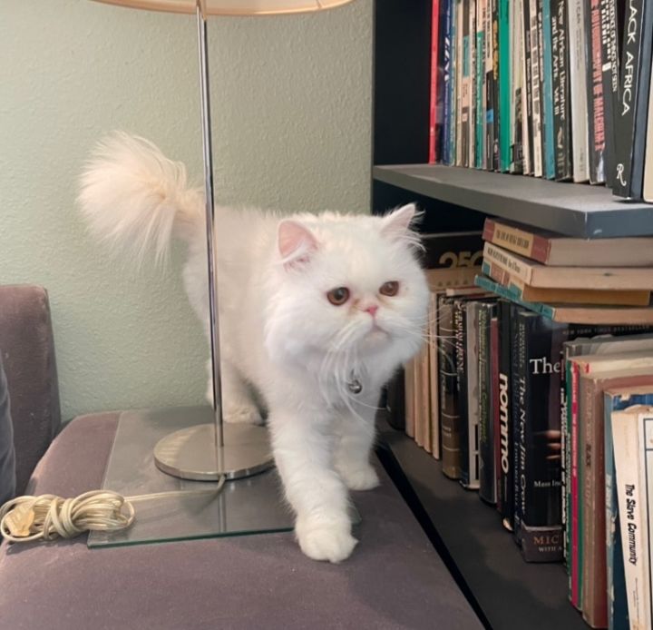 Elsa, an adoptable Persian in Beverly Hills, CA_image-1