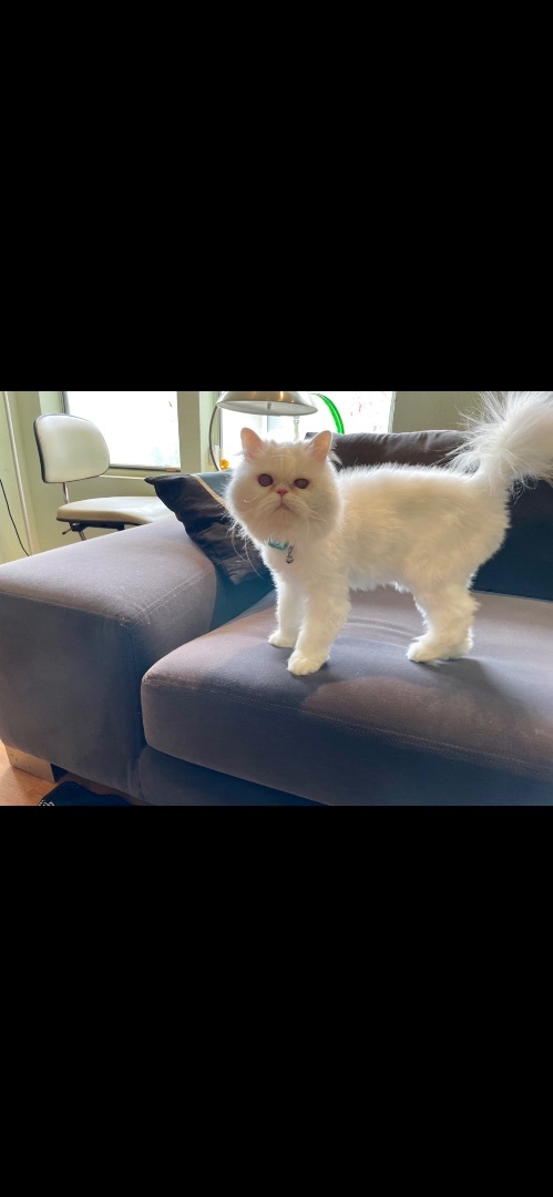 Elsa, an adoptable Persian in Beverly Hills, CA_image-2