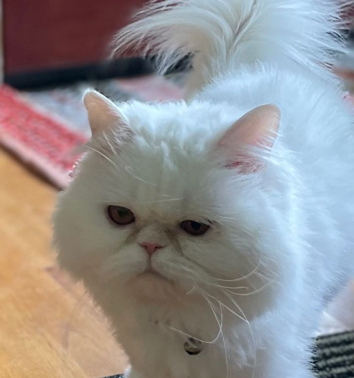 Elsa, an adoptable Persian in Beverly Hills, CA_image-3