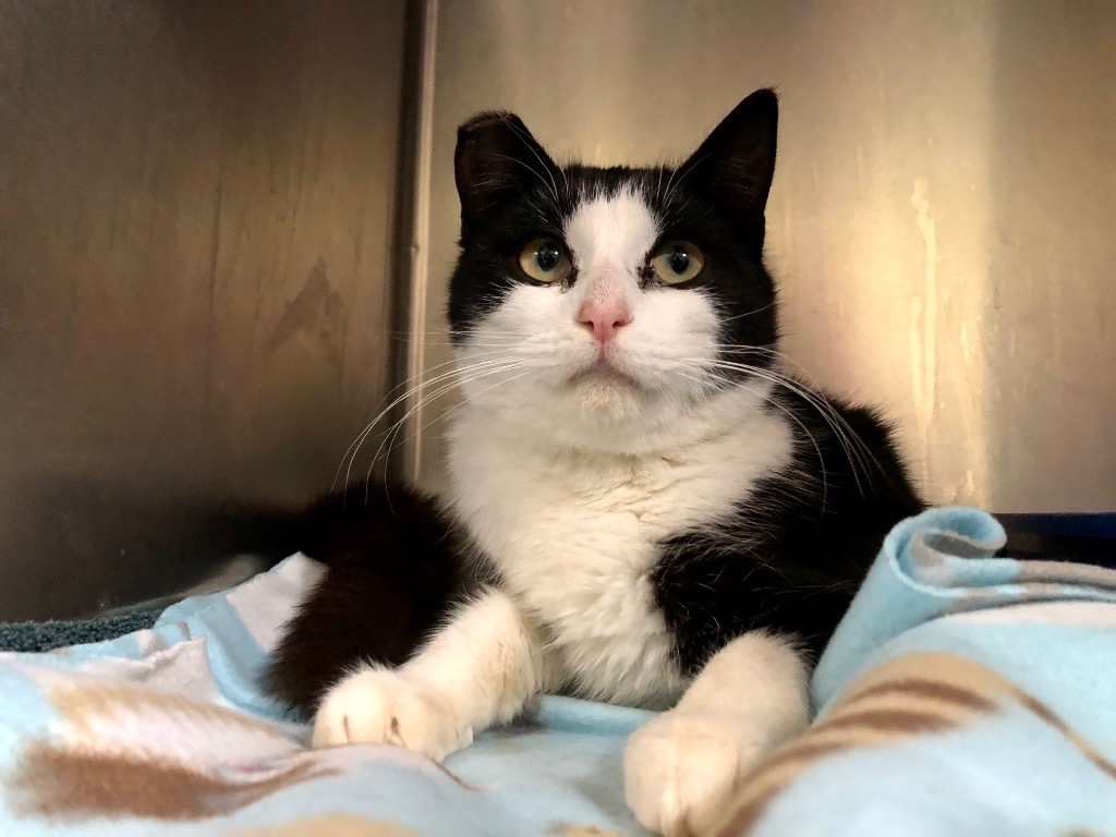 Sarah, an adoptable Domestic Short Hair in Meriden, CT, 06451 | Photo Image 2