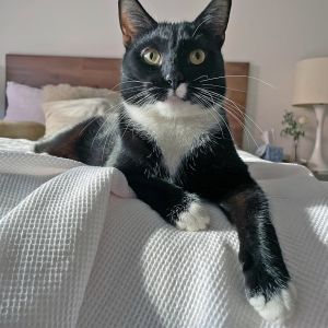 Ollie