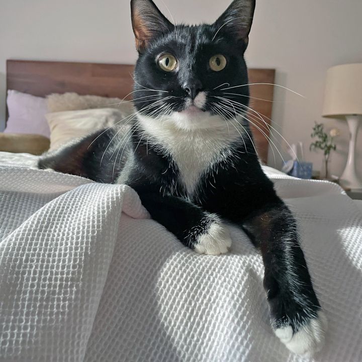Ollie 1