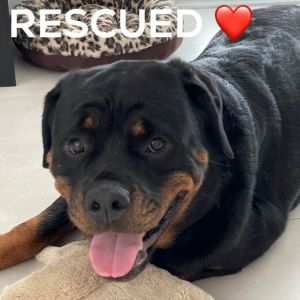 Gulfstream store rottweiler rescue