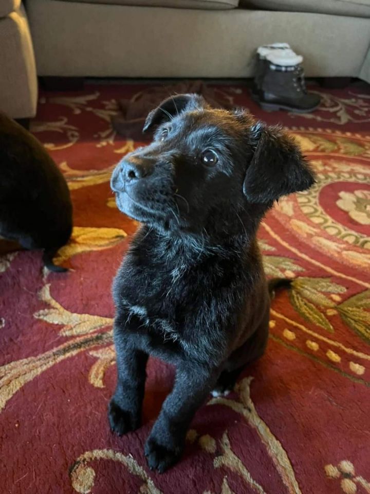 Arugula, an adoptable Labrador Retriever & Shepherd Mix in Newcastle, OK_image-3