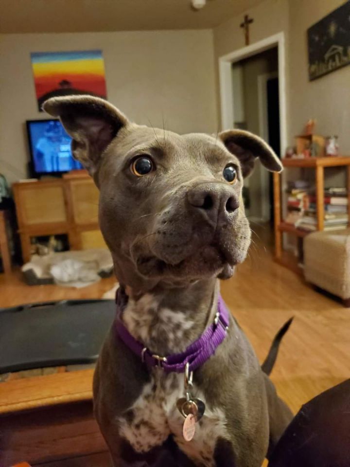 Hazel 3 6