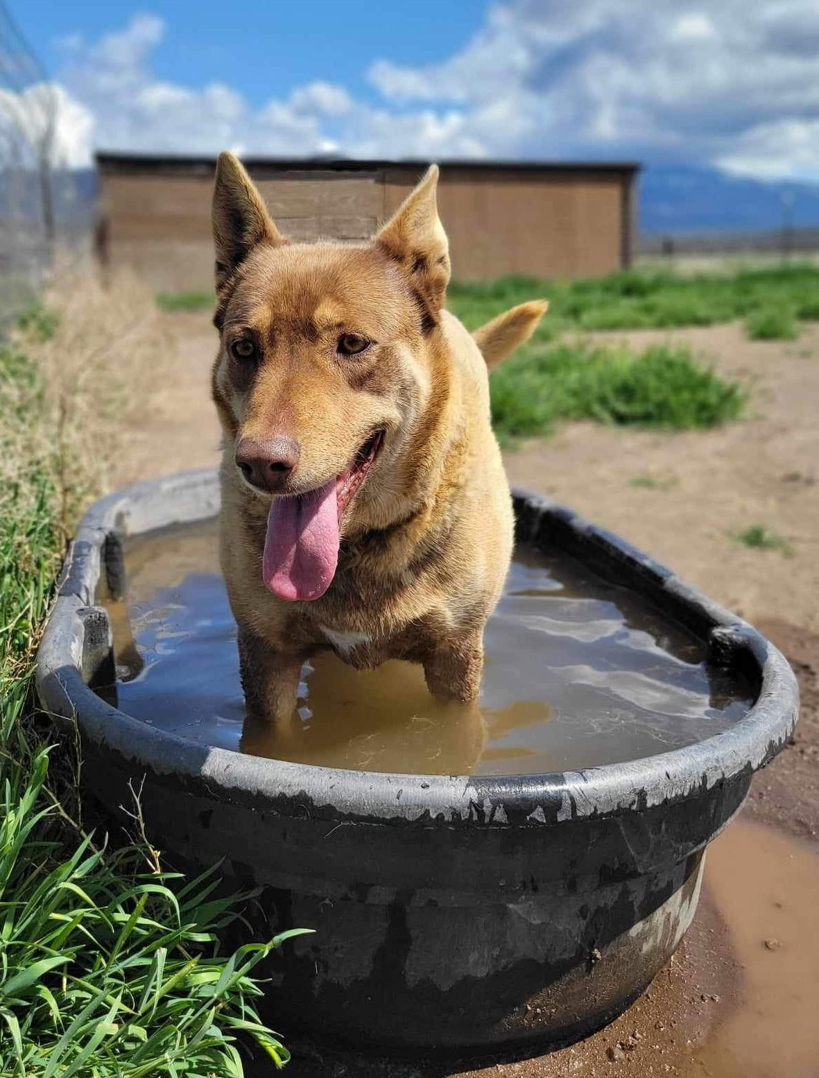 Charro, an adoptable Australian Kelpie, Shepherd in Yreka, CA, 96097 | Photo Image 1