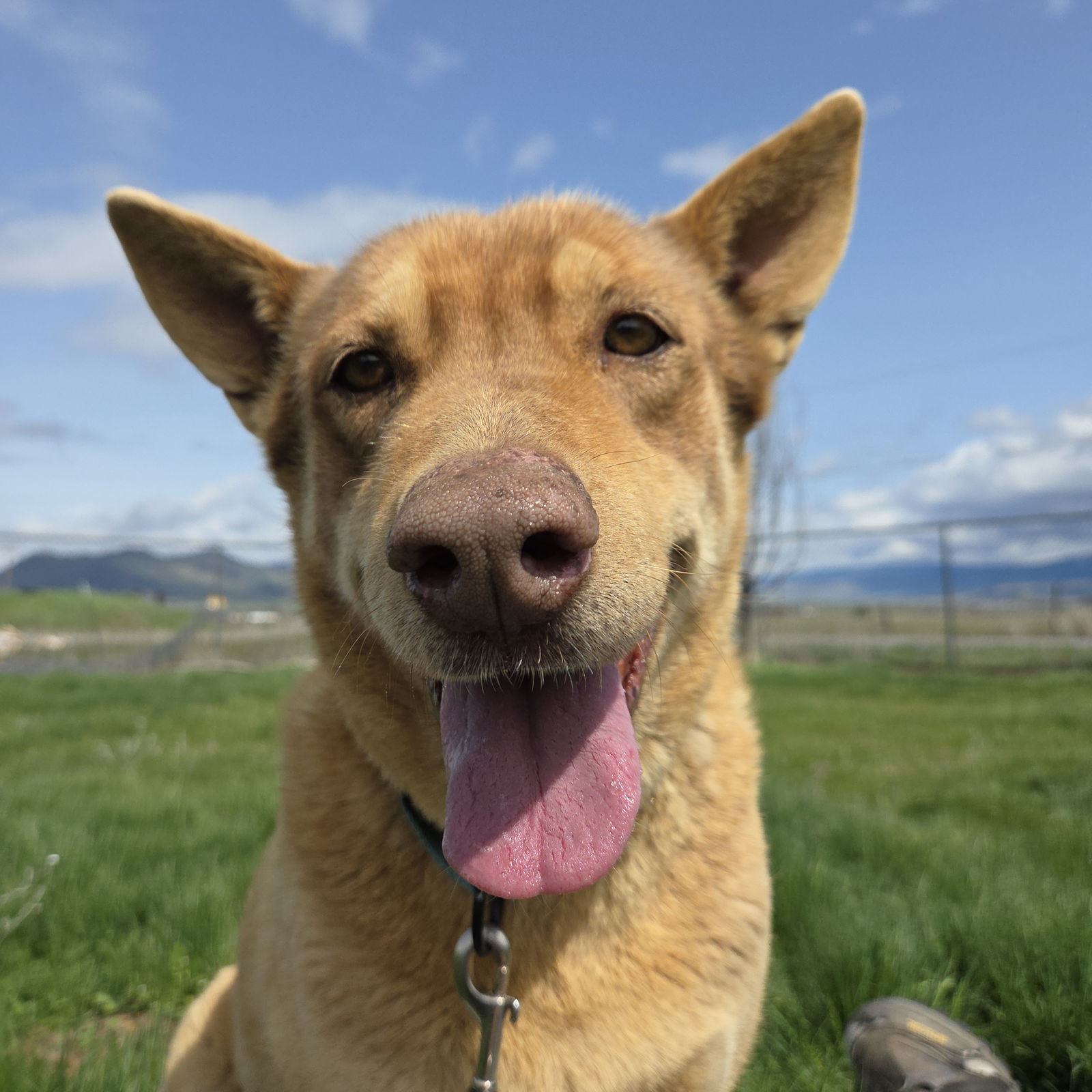Charro, an adoptable Australian Kelpie, Shepherd in Yreka, CA, 96097 | Photo Image 1