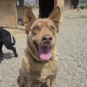 Charro, Adult Female Australian Kelpie