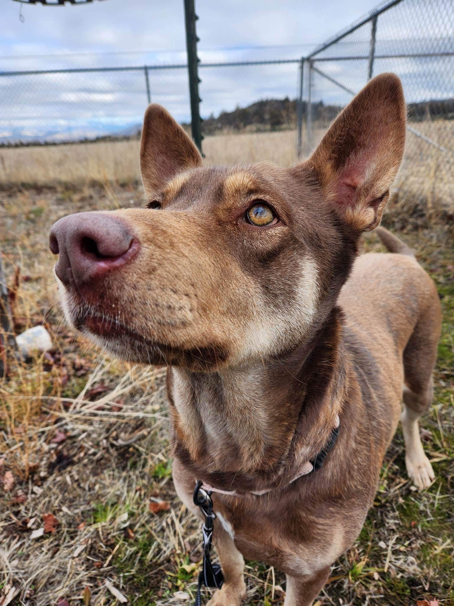 Charro, an adoptable Australian Kelpie, Shepherd in Yreka, CA, 96097 | Photo Image 2