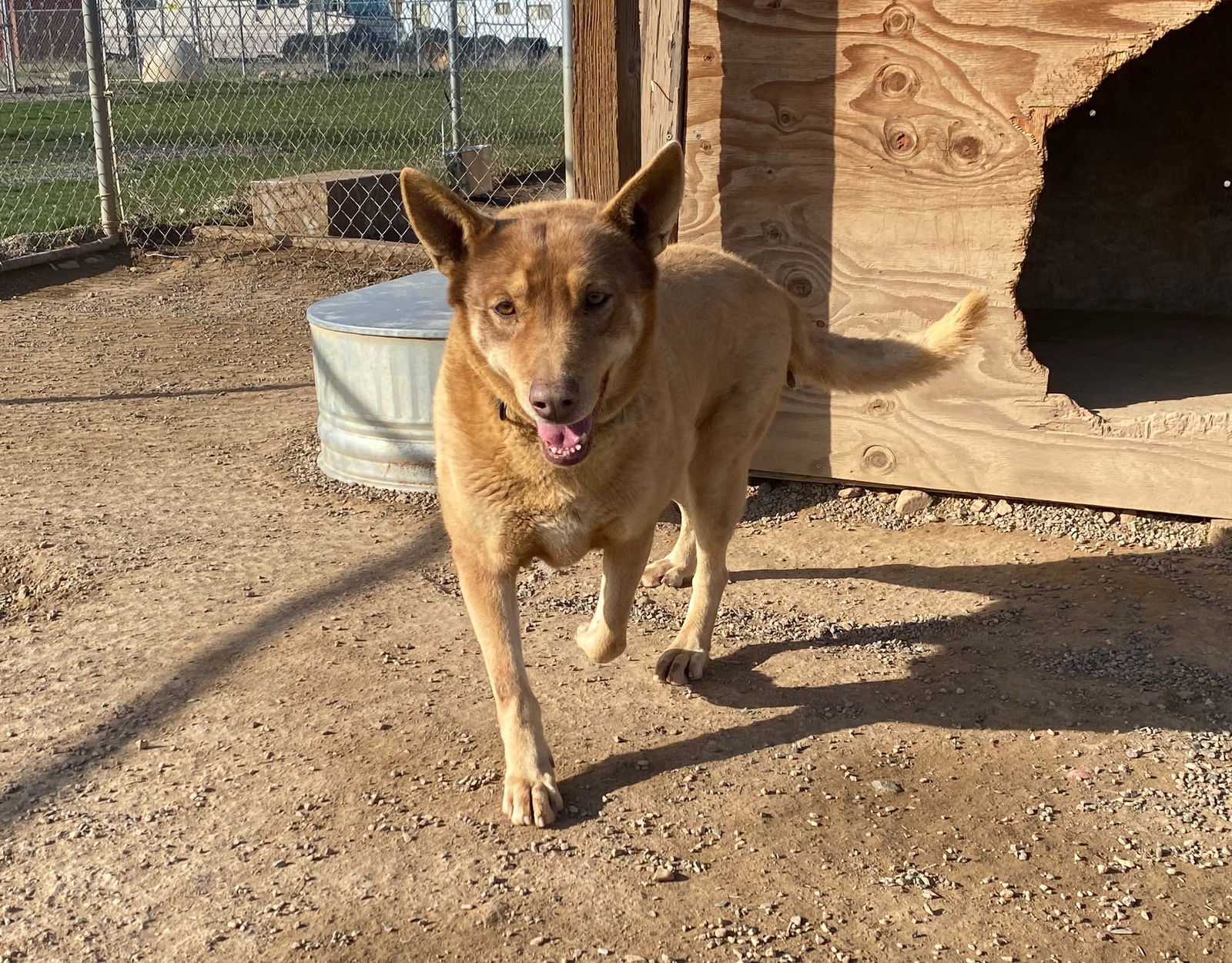 Charro, an adoptable Australian Kelpie, Shepherd in Yreka, CA, 96097 | Photo Image 2