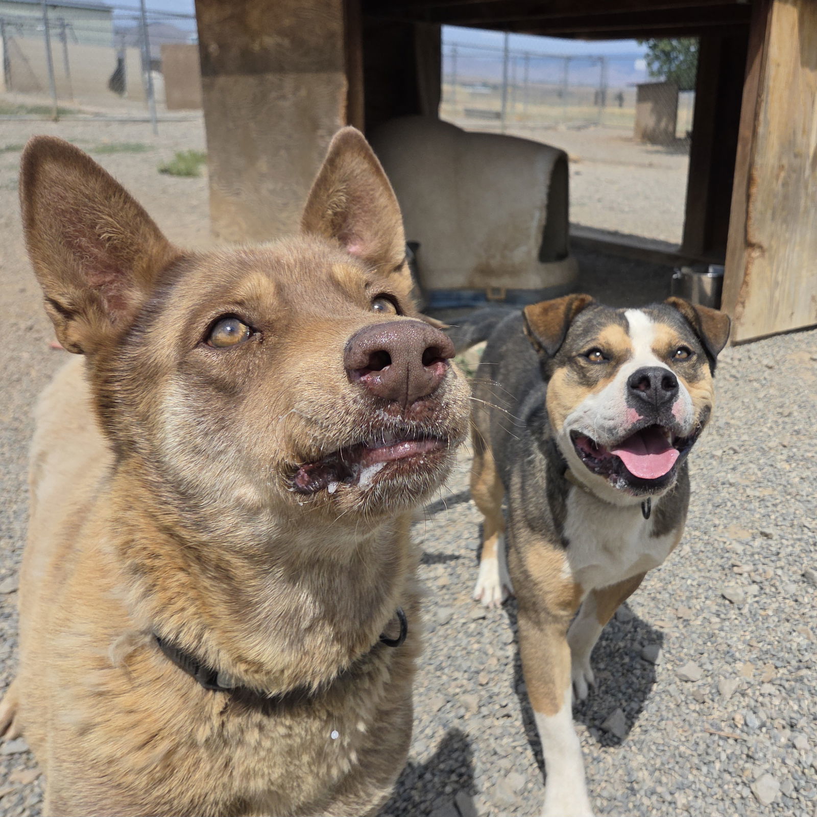 Charro, an adoptable Australian Kelpie, Shepherd in Yreka, CA, 96097 | Photo Image 2