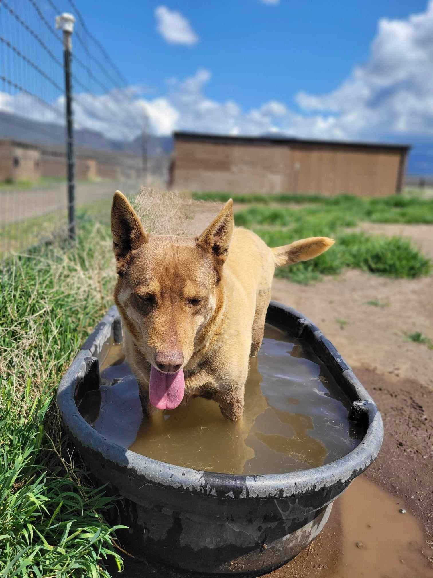 Charro, an adoptable Australian Kelpie, Shepherd in Yreka, CA, 96097 | Photo Image 3