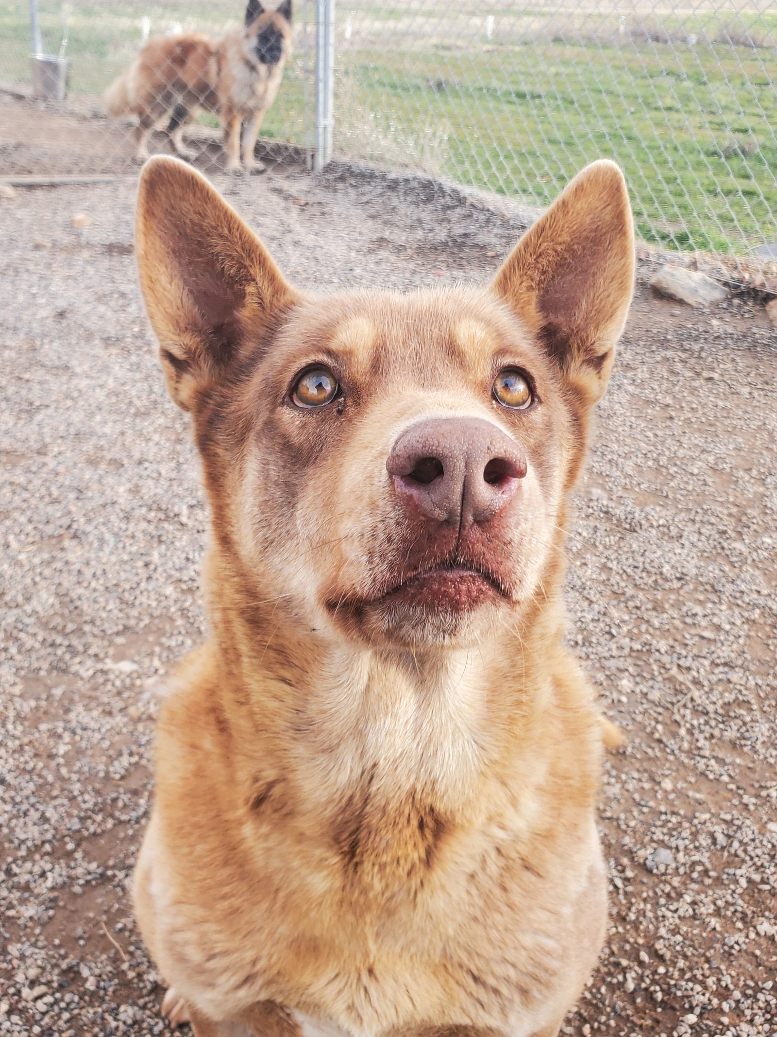 Charro, an adoptable Australian Kelpie, Shepherd in Yreka, CA, 96097 | Photo Image 3