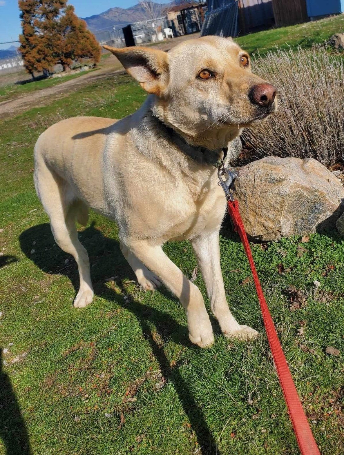Marshall, an adoptable Labrador Retriever in Yreka, CA, 96097 | Photo Image 1
