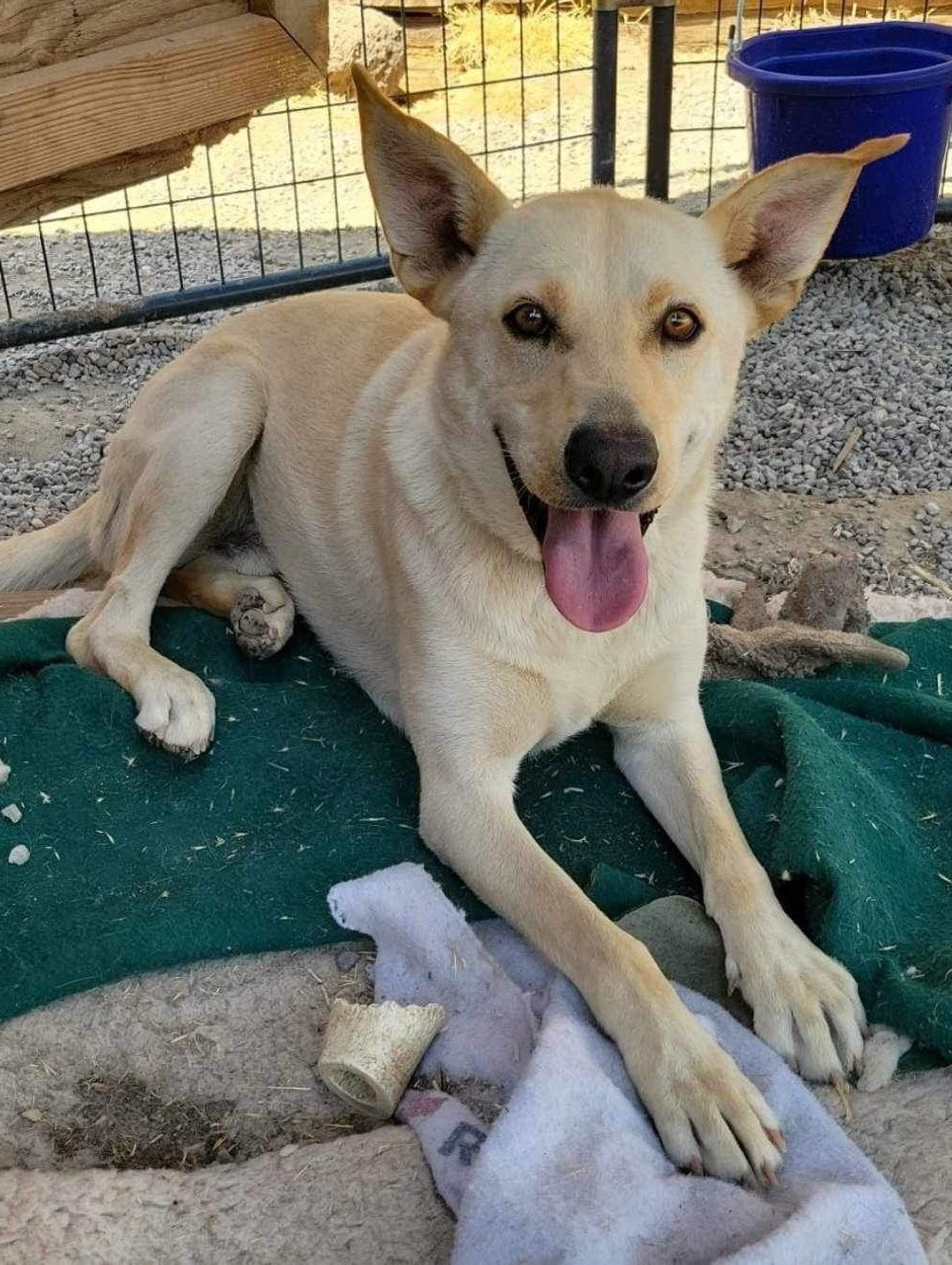 Marshall, an adoptable Labrador Retriever in Yreka, CA, 96097 | Photo Image 1